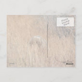 ブルーベリーの唇を持つグリズリーベア ポストカード (裏面)