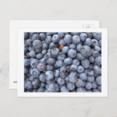 ブルーベリーの果実,ブルーベリー農場で撮影された写真 ポストカード (正面/裏面)