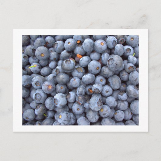 ブルーベリーの果実,ブルーベリー農場で撮影された写真 ポストカード (正面)