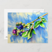 ブルーベリーの枝、水の絵画色の ポストカード (正面/裏面)
