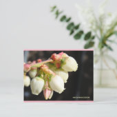 ブルーベリーの花 | ブルービーチソング™はがき ポストカード (スタンド正面)