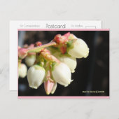 ブルーベリーの花 | ブルービーチソング™はがき ポストカード (正面/裏面)