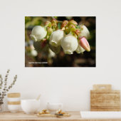 ブルーベリーの花 ポスター (キッチン)