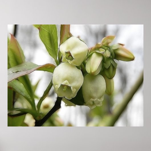 ブルーベリーの花 ポスター (正面)