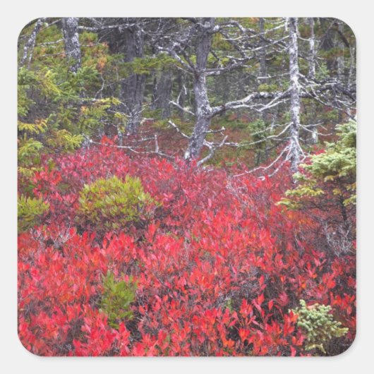 ブルーベリーの茂みと松 スクエアシール (正面)