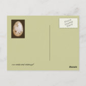 ブルーベリーの葉書と青いジェイ卵 ポストカード (裏面)