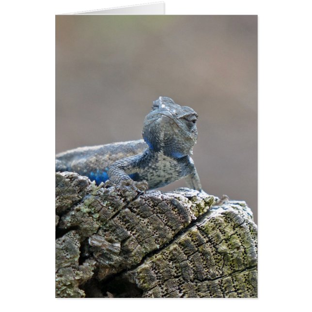 ブルーベリーアリゲーターリザード (正面)