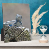 ブルーベリーアリゲーターリザード フォトプラーク (側面)