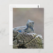 ブルーベリーアリゲーターリザード ポストカード (正面/裏面)