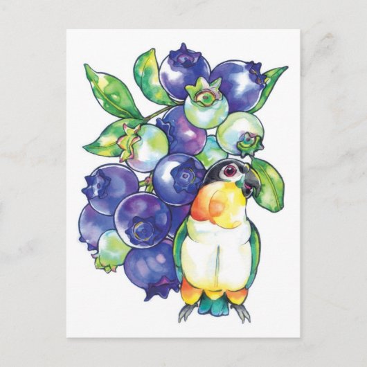 ブルーベリー付きブラックヘッドカイク ポストカード (正面)