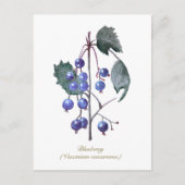 ブルーベリー果実手描き水彩画 ポストカード (正面)