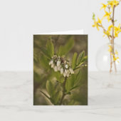 ブルーベリー585 カード (黄色い花)