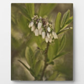 ブルーベリー585 フォトプラーク (正面)