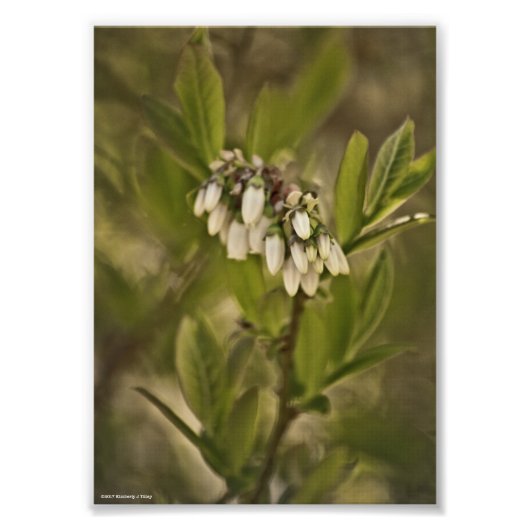 ブルーベリー585 フォトプリント            (正面)