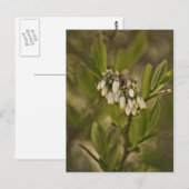 ブルーベリー585 ポストカード (正面/裏面)