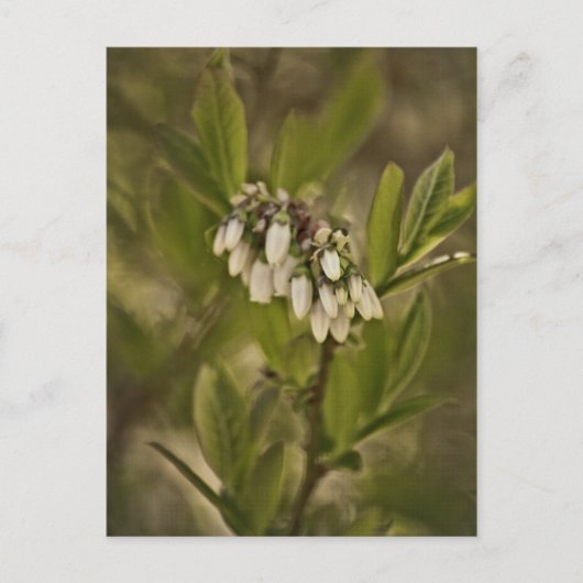 ブルーベリー585 ポストカード (正面)