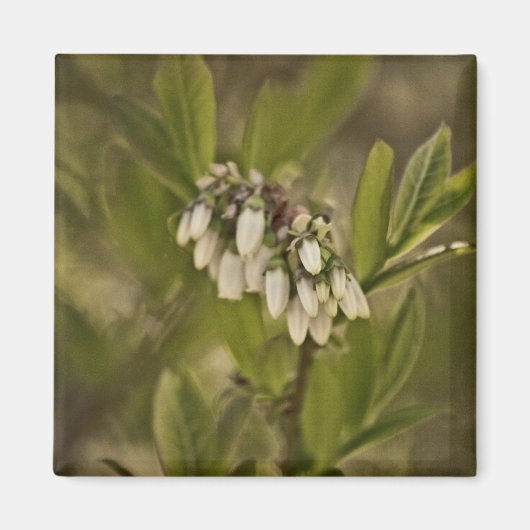 ブルーベリー585 マグネット (正面)