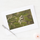 ブルーベリー585 長方形シール (封筒)