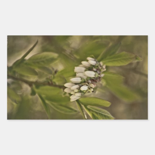 ブルーベリー585 長方形シール (正面)