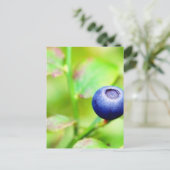 ブルーベリー ポストカード (スタンド正面)