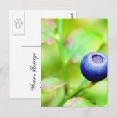 ブルーベリー ポストカード (正面/裏面)