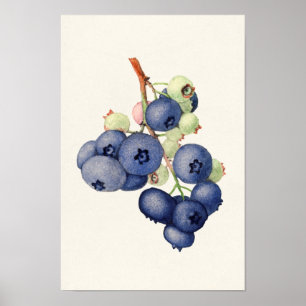 ブルーベリー(Vaccinium Corymbosum)果絵画実(Brueberries) ポスター