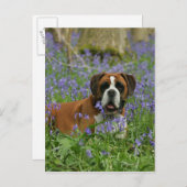 ブルーベルに包まれたボクサー ポストカード (正面/裏面)