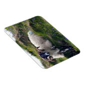 ブルーベルに横たわるハンサムなカーリー巻きラム マグネット (右側)