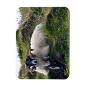 ブルーベルに横たわるハンサムなカーリー巻きラム マグネット (縦)