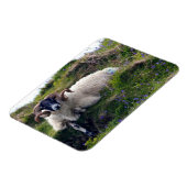 ブルーベルに横たわるハンサムなカーリー巻きラム マグネット (左側)