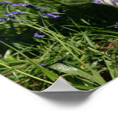 ブルーベルに立つ子豚 ポスター (角)