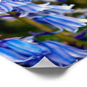 ブルーベルズブルーベル春の花 ポスター (角)