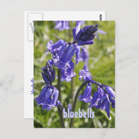 ブルーベル花付きポストカード ポストカード (正面/裏面)