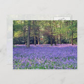 ブルーベル・ウッズ,イングランドの花 ポストカード (正面/裏面)