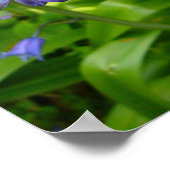 ブルーベル ポスター (角)