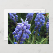 ブルーベル ポストカード (正面/裏面)
