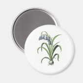 ブルーベル マグネット (正面/裏面)