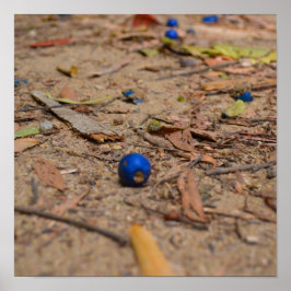 ブルーベ落ちたリー ポスター