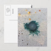 ブルーボタンクラゲ(porpita porpita)。 ポストカード (正面/裏面)