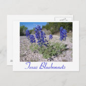 ブルーボネット ポストカード (正面/裏面)