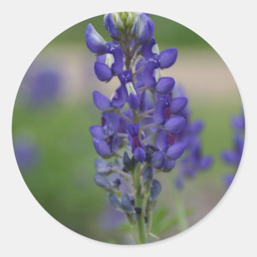 ブルーボネット ラウンドシール (正面)