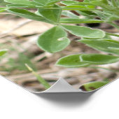 ブルーボンネットととげのある梨 ポスター (角)