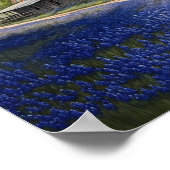 ブルーボンネットとテキサス州のオールドバーン ポスター (角)