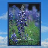 ブルーボンネットフィールドブルーフラワーテキサス州州 ポストカード