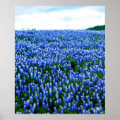 ブルーボンネットブルーフラワーズテキサス州テシャンフローラポスター ポスター (正面)