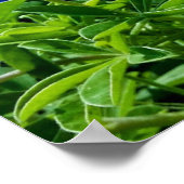 ブルーボンネットブルーフラワーズテキサス州テシャンフローラポスター ポスター (角)