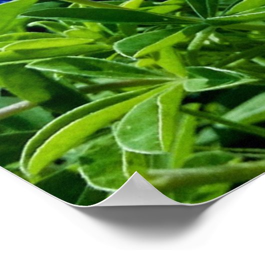 ブルーボンネットブルーフラワーズテキサス州テシャンフローラポスター ポスター (角)