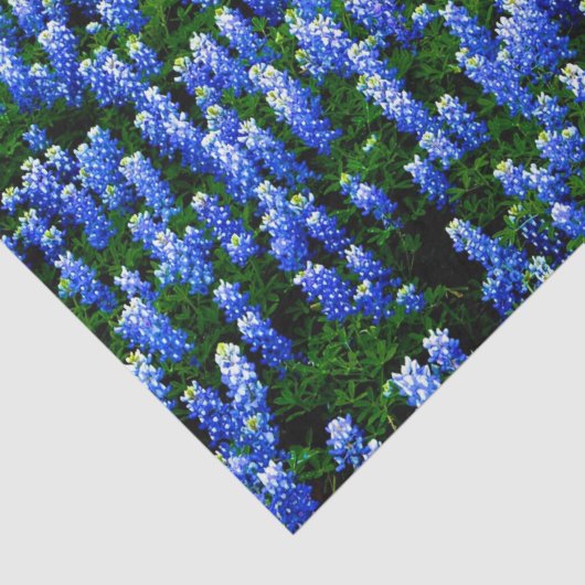 ブルーボンネットブルーフローラテキサス州テシャンエレガントティッシュ 薄葉紙 (詳細)