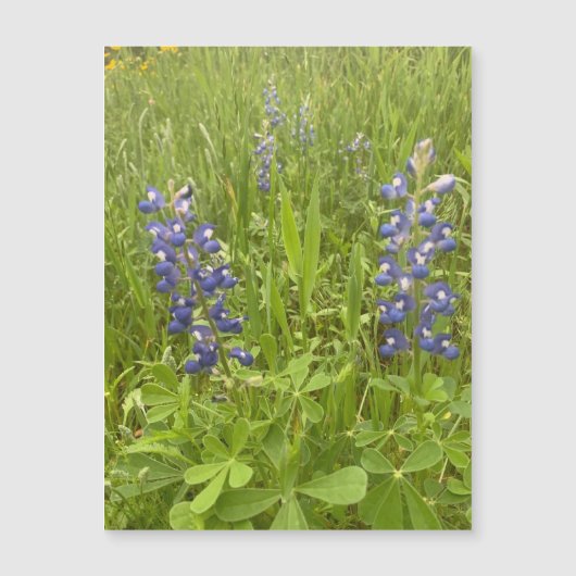 ブルーボンネットBlvd.マグネット (正面)