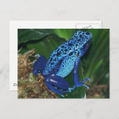 ブルーポイズンアローフロッグポートレート ポストカード (正面/裏面)